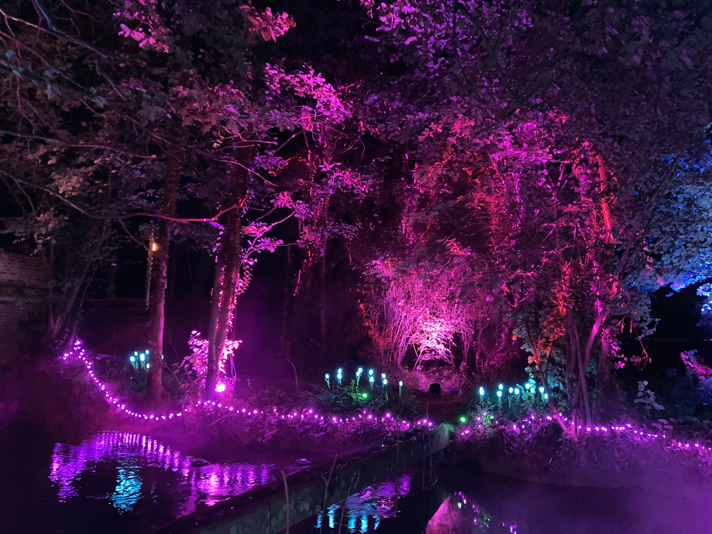 Forêt nocturne illuminée par des projecteurs LED roses et magenta projetés sur les arbres